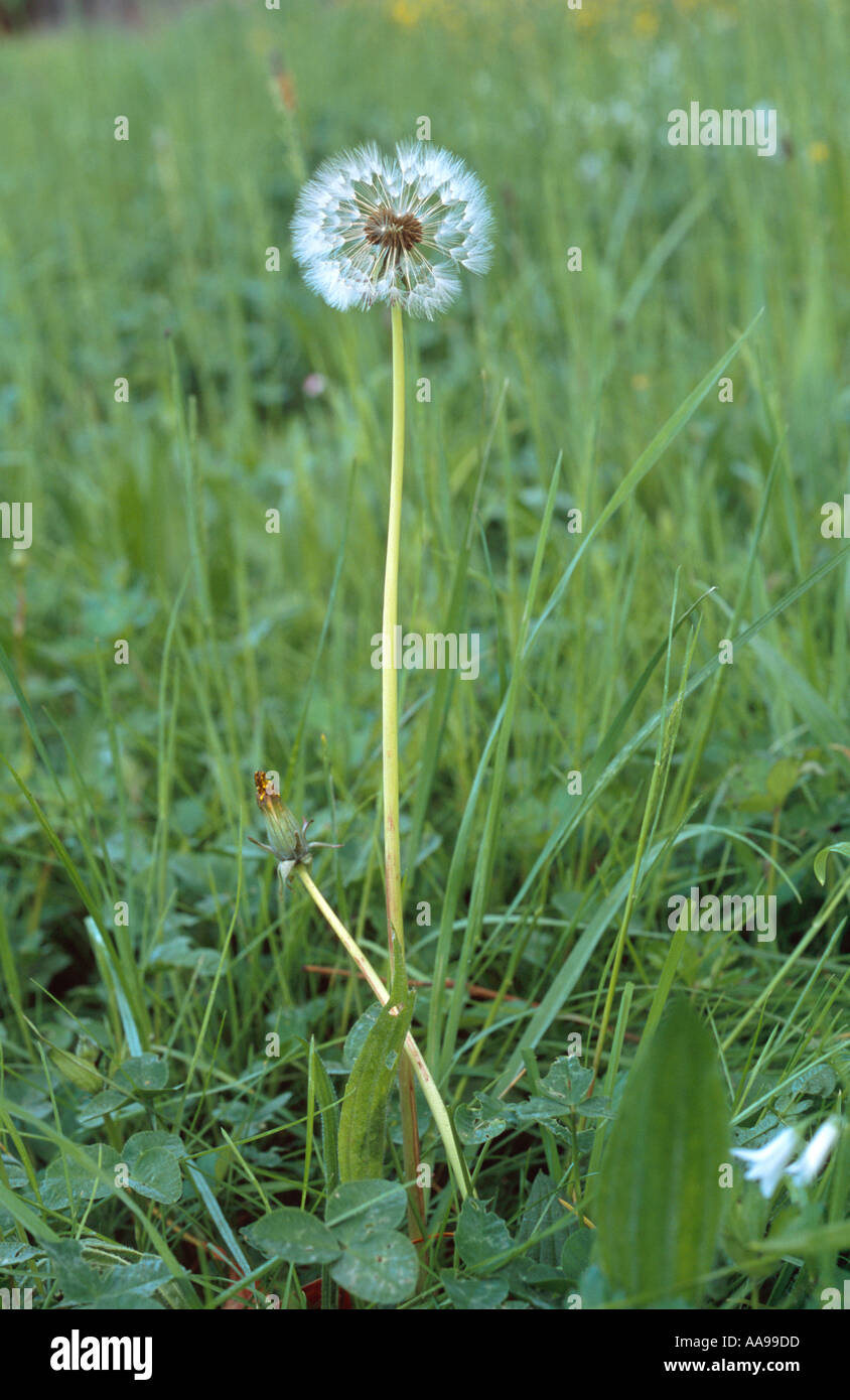 Dandelion seed head Stock Photo