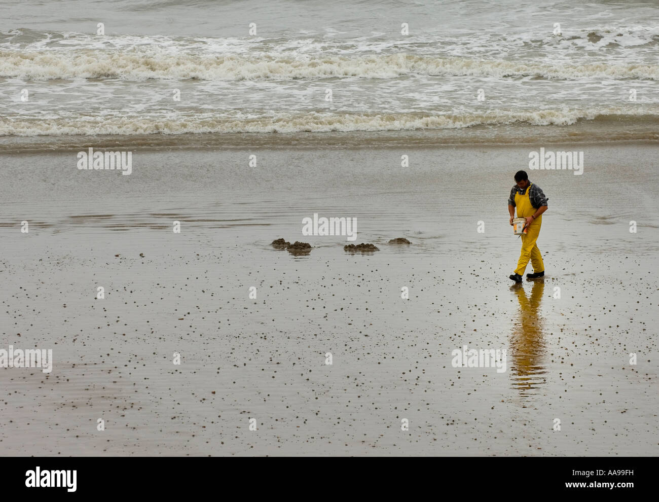 Amateur cockler on a beach Stock Photo