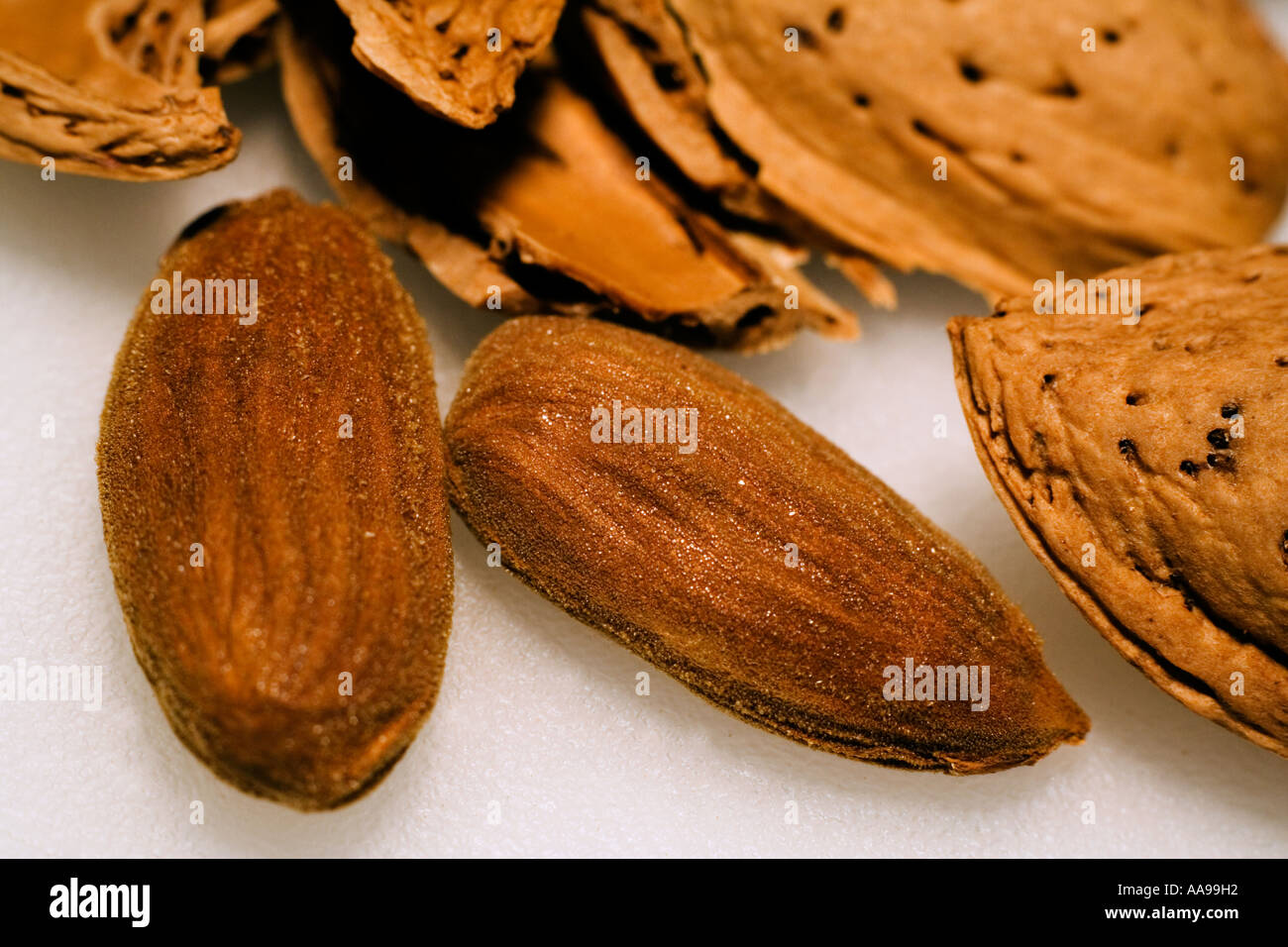 The nutshell hi-res stock photography and images - Alamy