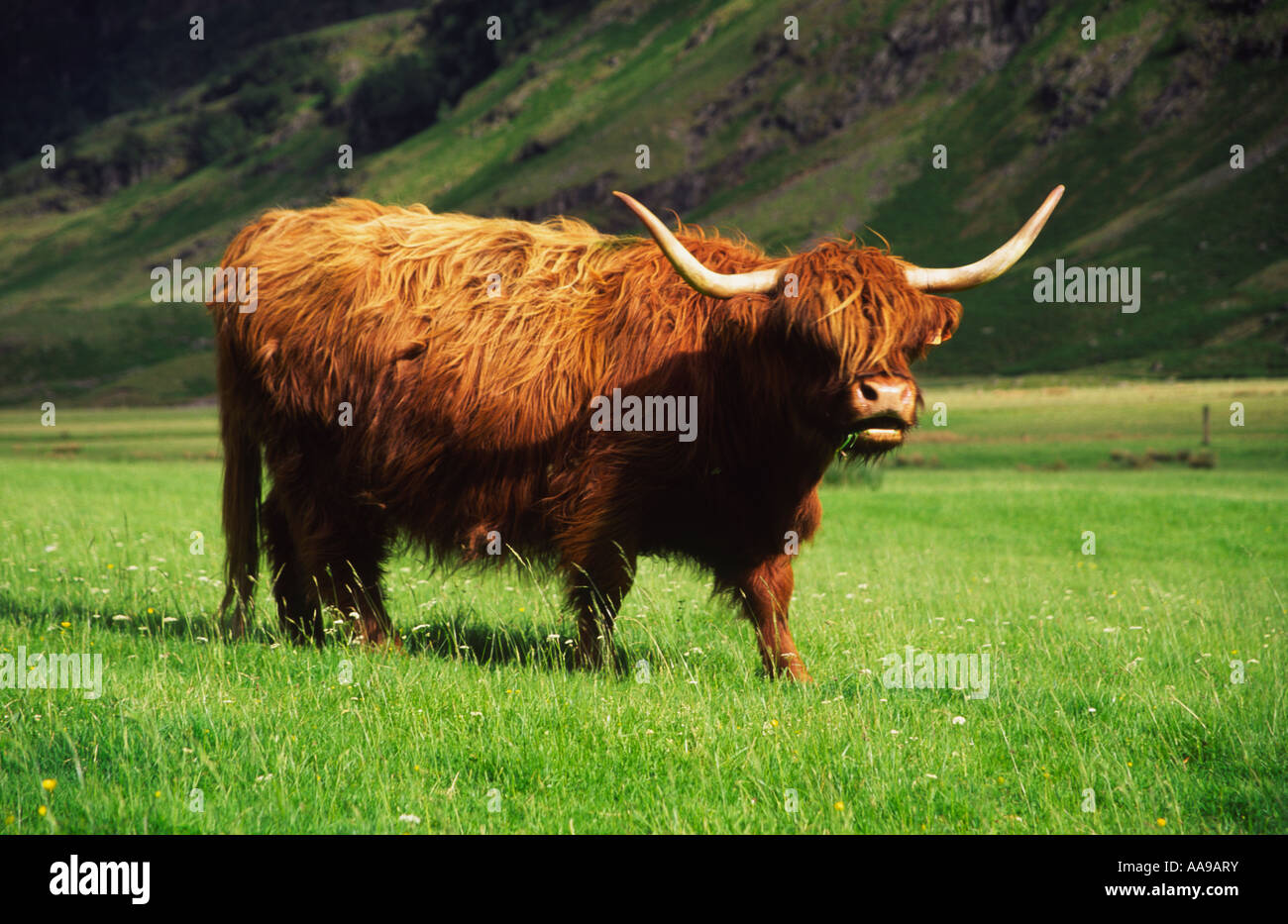 Highland Cow in Glen Coe, Highlands of Scotland, UK Stock Photo - Alamy