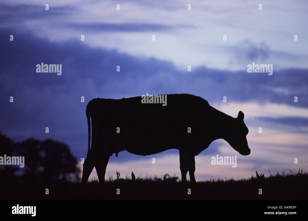 Silhouette of cow standing in field in Devon at Sunset Stock Photo - Alamy