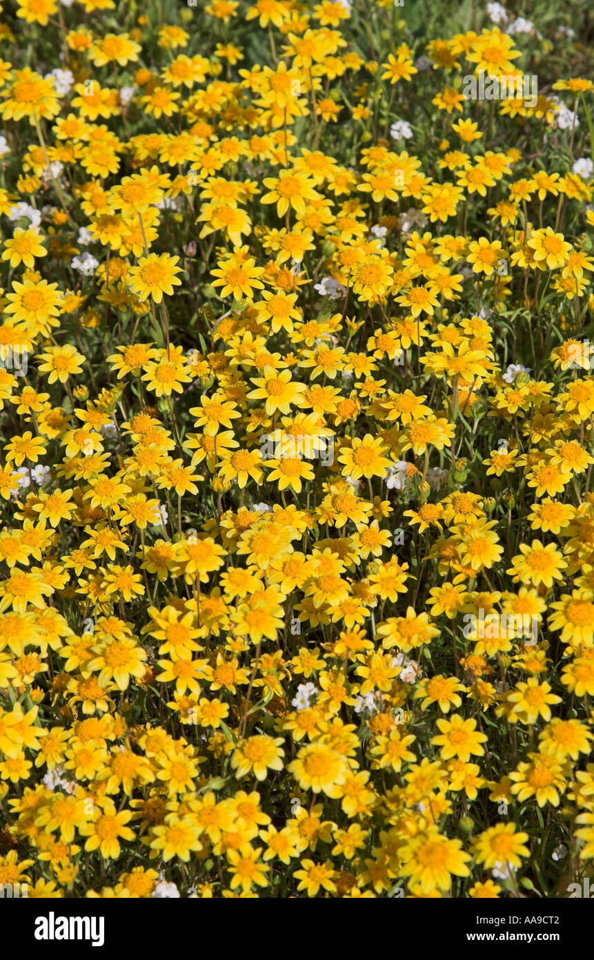 Woolly sunflowers (Eriophyllum lanatum var. obovatum) blooming in the hills of Southern California, USA Stock Photo