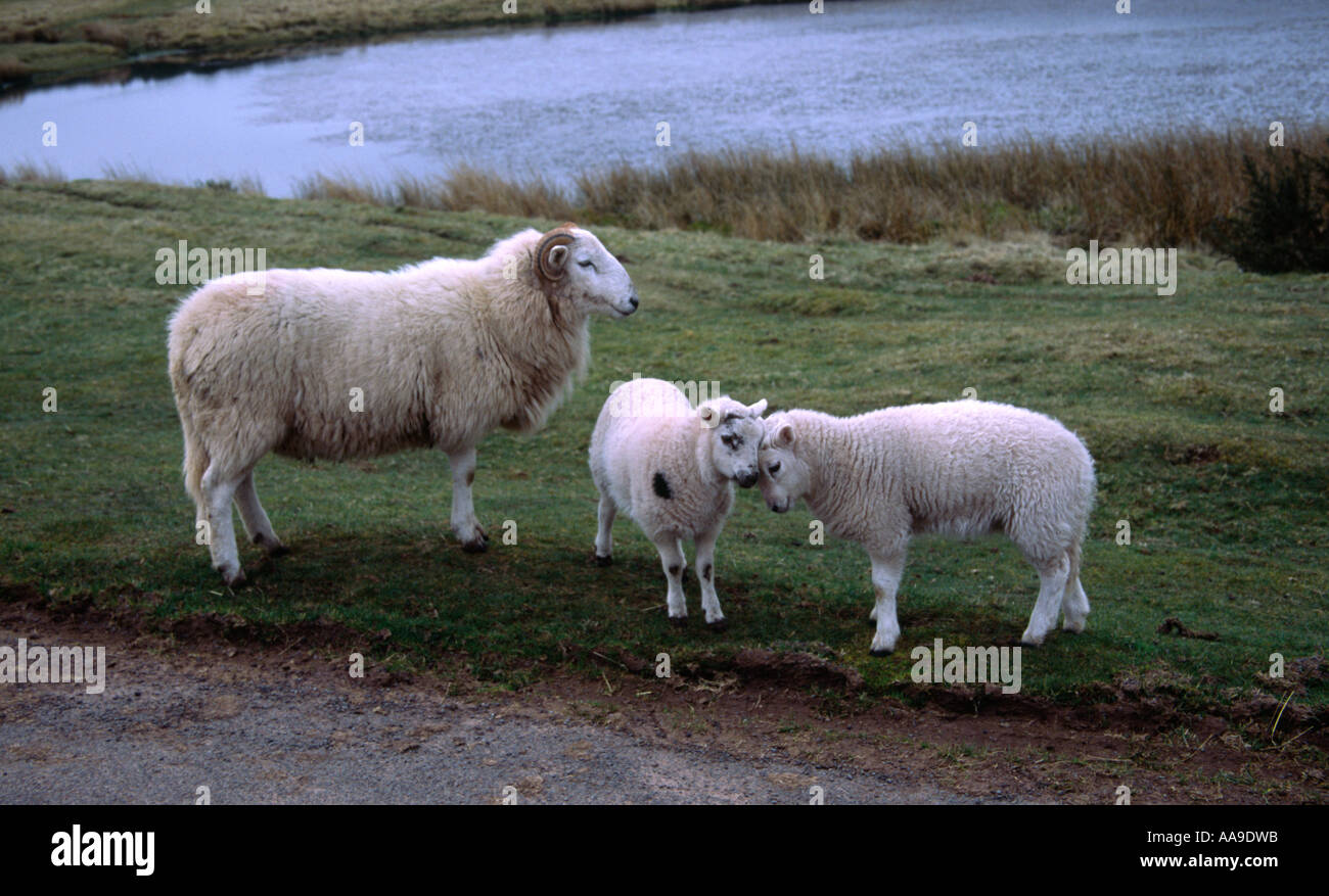 See The Heartbreaking Reality Welsh Lambs Face Extinction Due To Disease - 1aty4e9