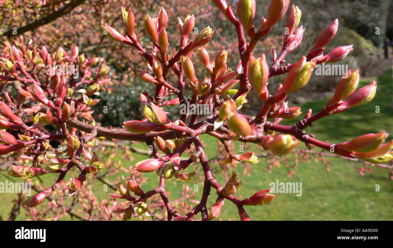 Springtime Buds on Acer Davidii Ernest Wilson Stock Photo