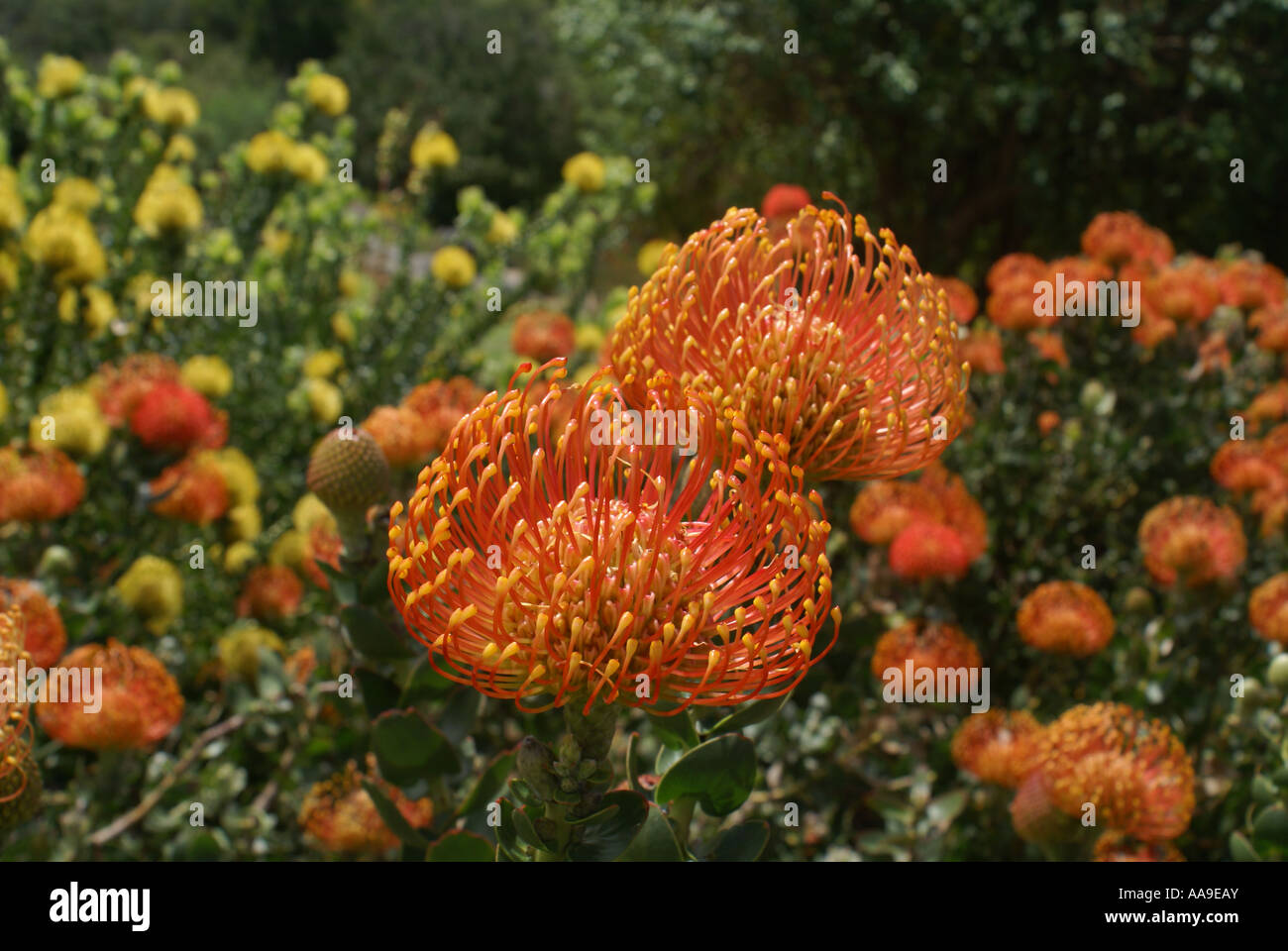 Pincushion Sunrise - Pincushion - Proteas and Leucadendrons