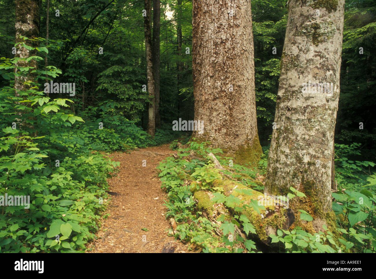 nantahala national forest north carolina