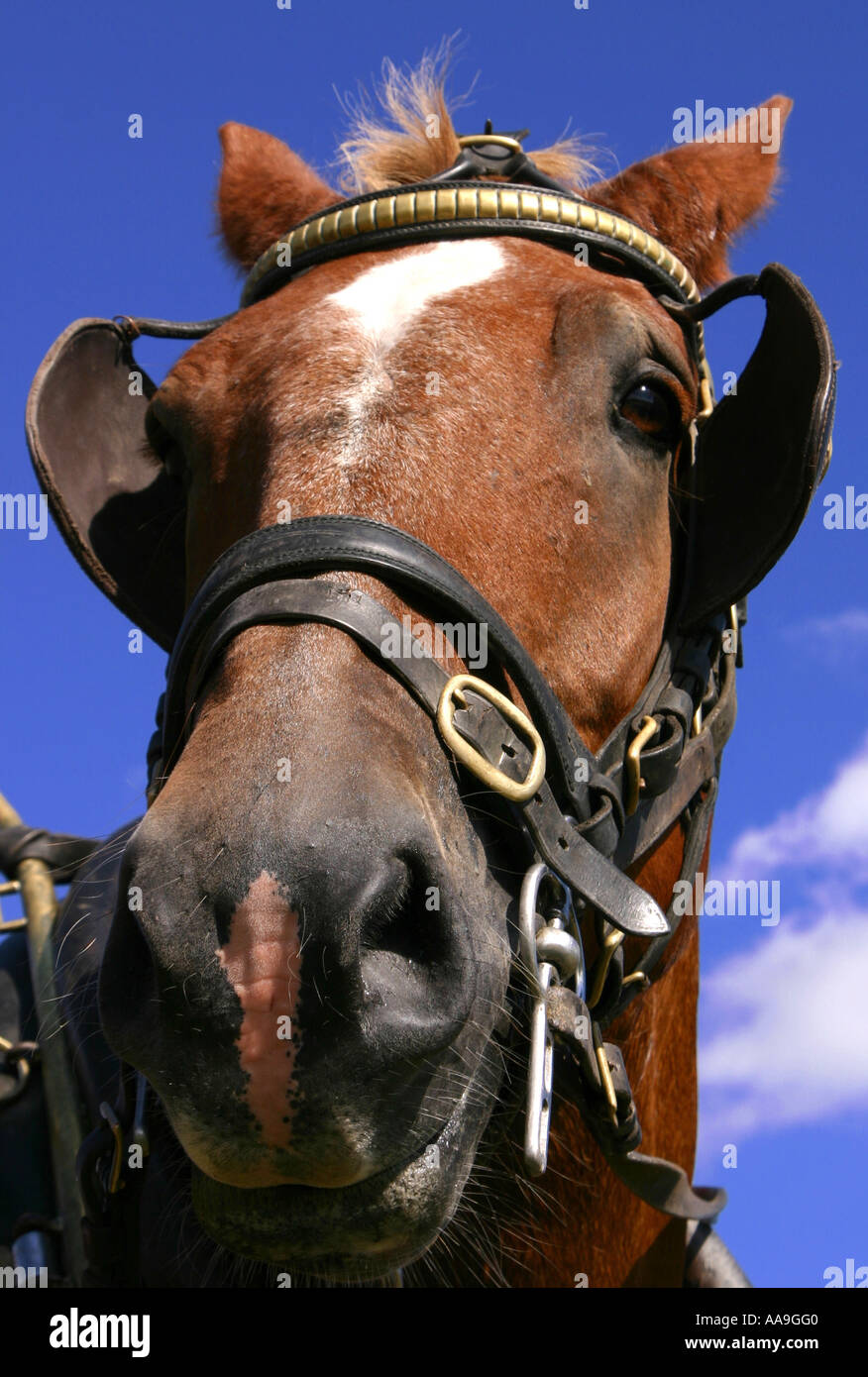 Working Horses Stock Photo