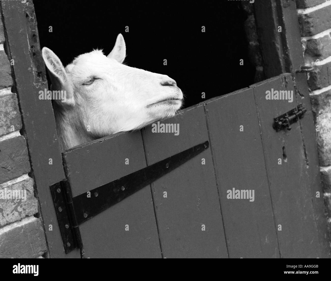 Captive goats Black and White Stock Photos & Images Alamy