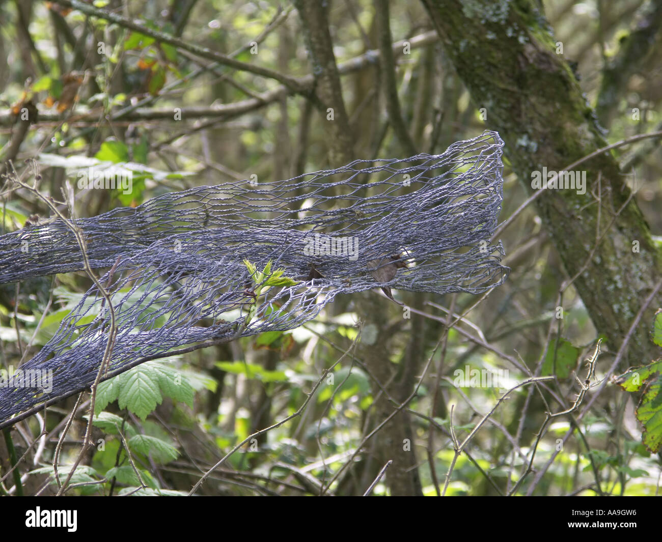 Trees with wire netting twined around Stock Photo Alamy