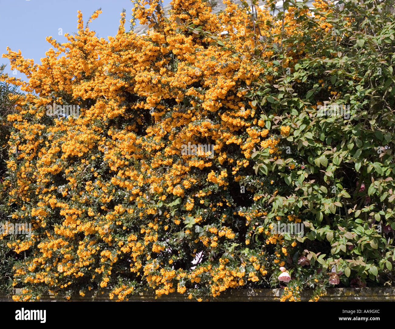 Pyracantha bush Stock Photo