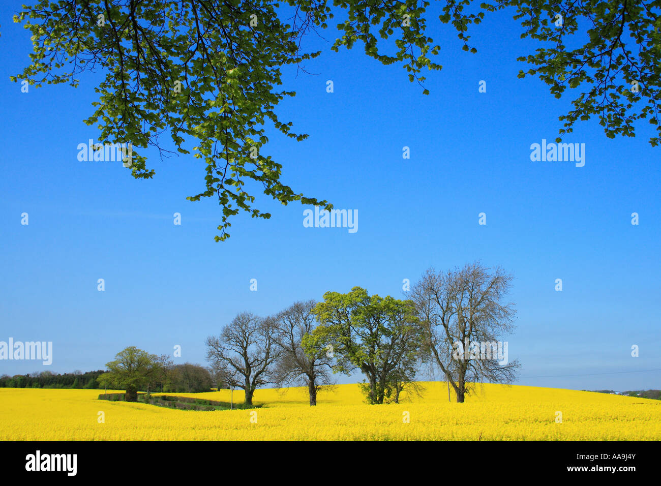 Rapefield with a leafy overhang and blue sky suitable for a background Stock Photo