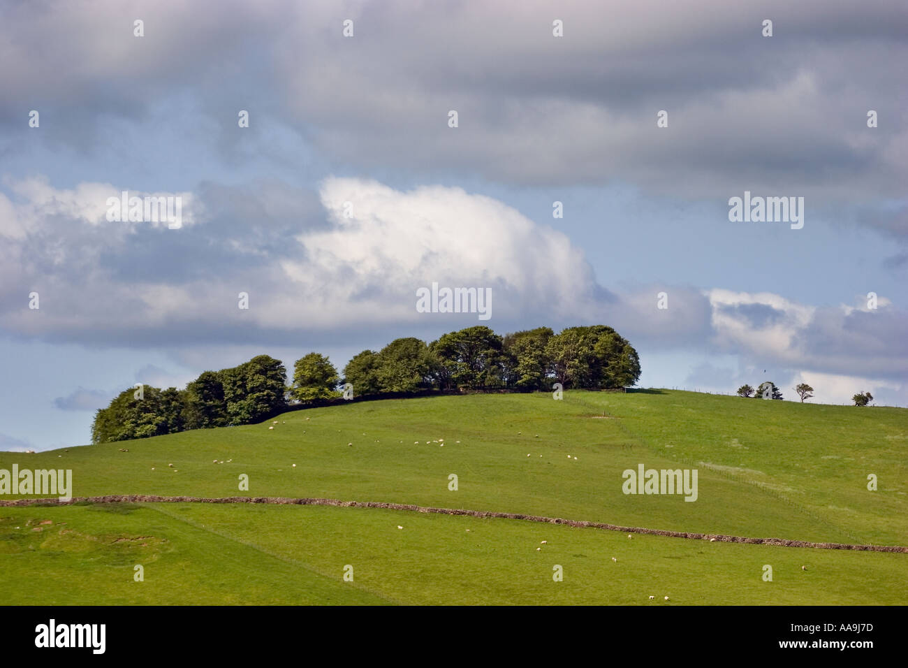 Cumbrian landscape with trees sheep and dry stone wall Stock Photo
