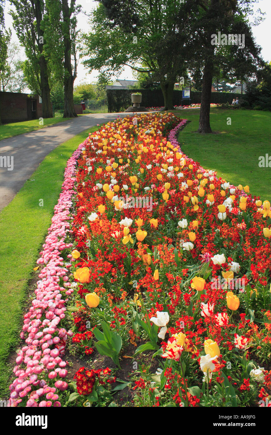 Spring flowers in Bedworth miners welfare park West Midlands England Stock Photo