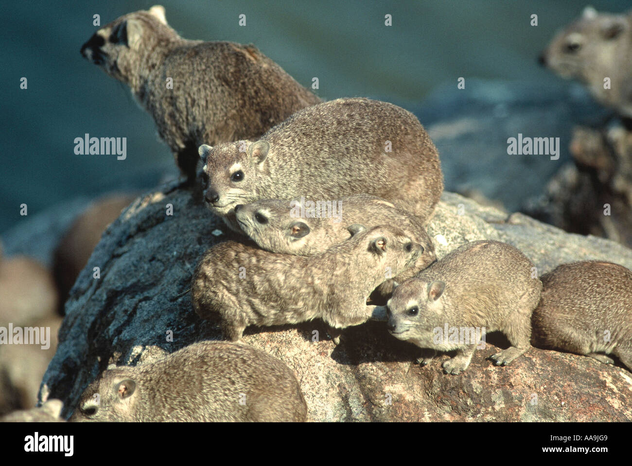 Feet rock hyrax procavia capensis hi-res stock photography and images ...