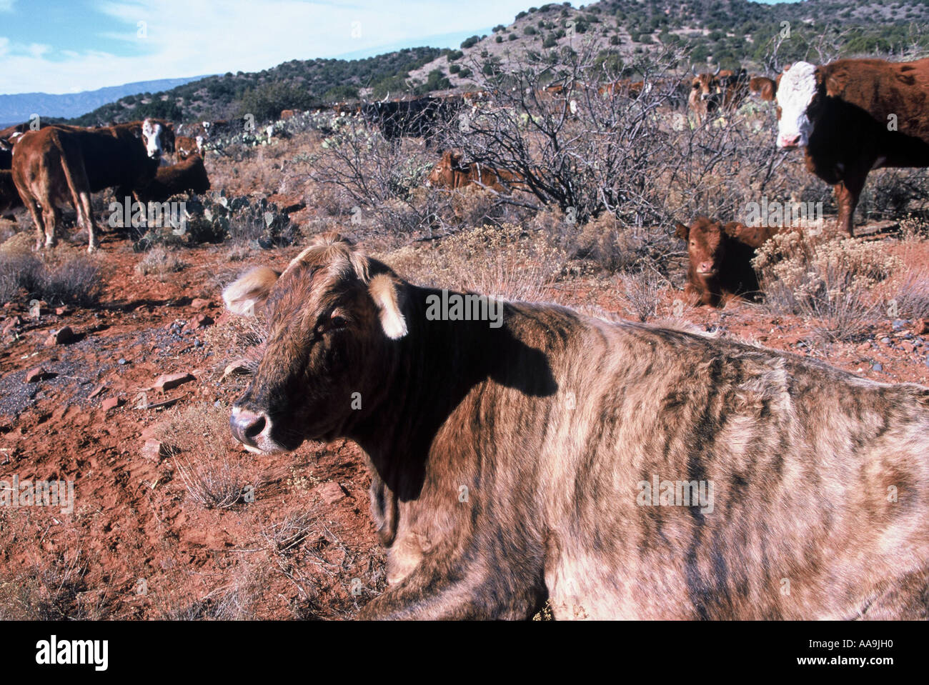 Large scale ranching hi-res stock photography and images - Alamy