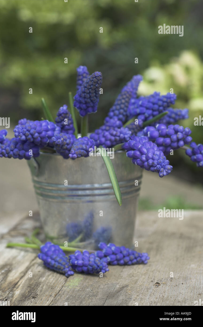 Study of Grape Hyacinth liliaceae in small bucket Norfolk UK April Stock Photo