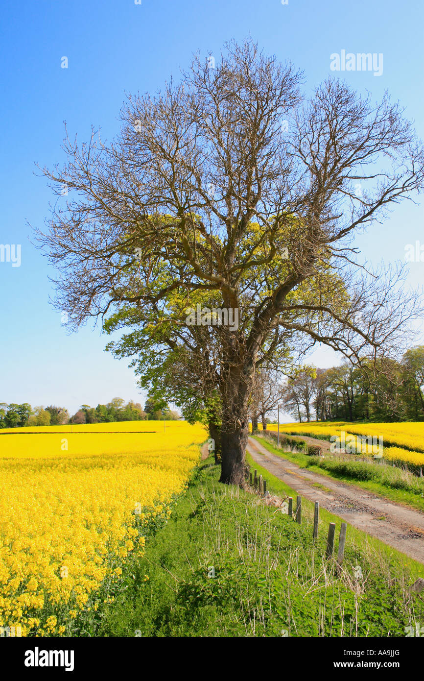 Upright tree in Springtime with a path and Rapefield in Fife Scotland Brassica napus Stock Photo