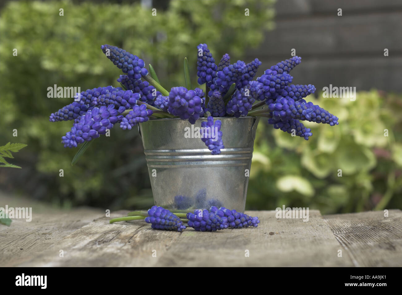 Study of Grape Hyacinth liliaceae in small bucket Norfolk UK April Stock Photo