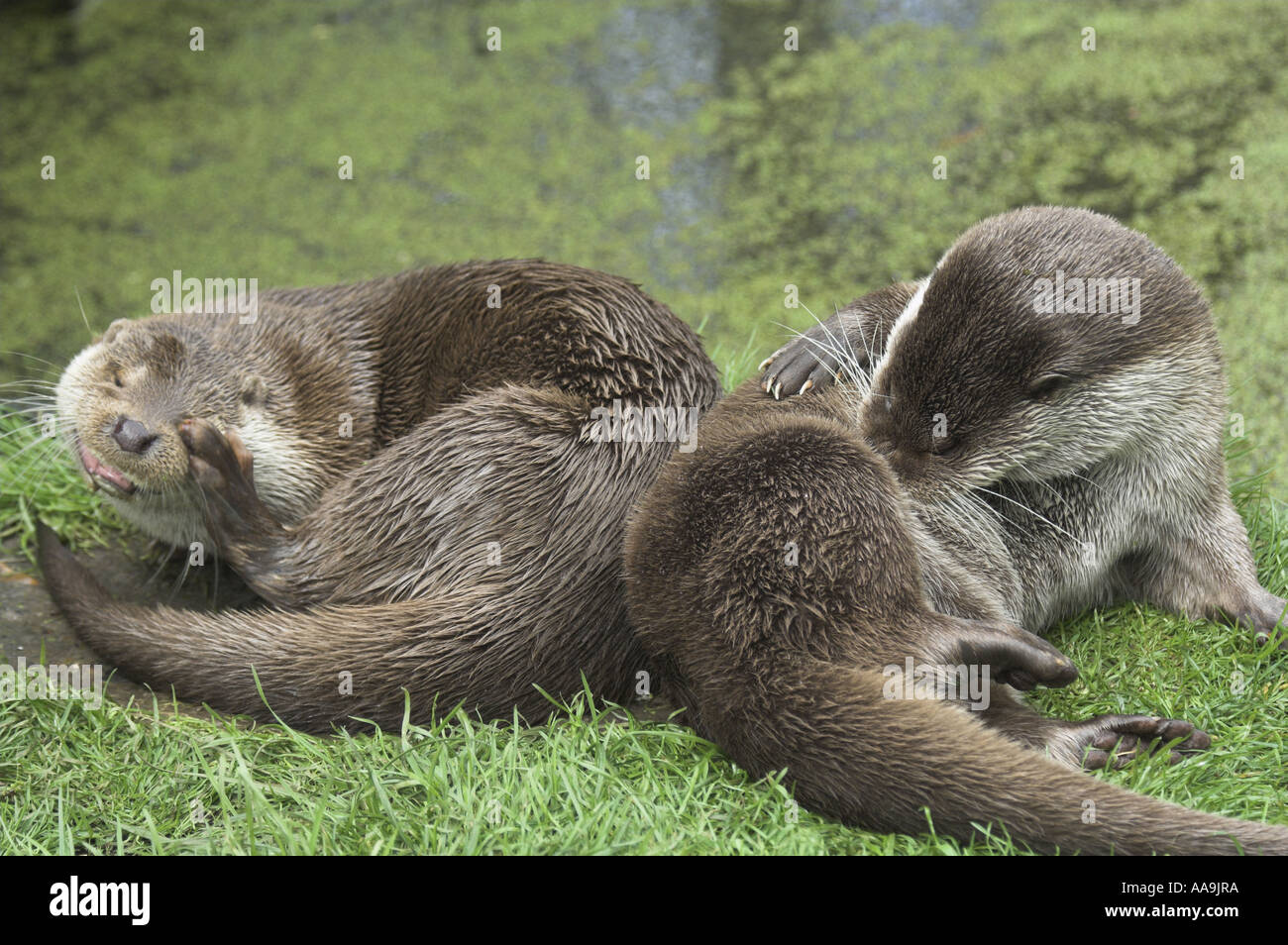 Mammal water fish carnivore omnivore rivers hi-res stock photography