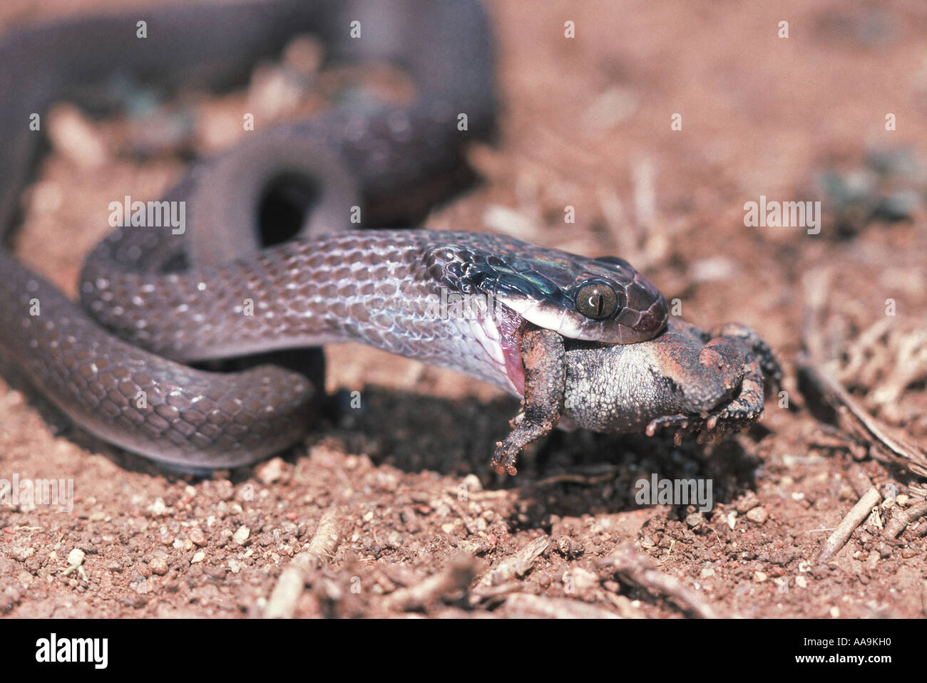 Herald Snake eating toad, Crotaphopeltis hotamboeia Stock Photo