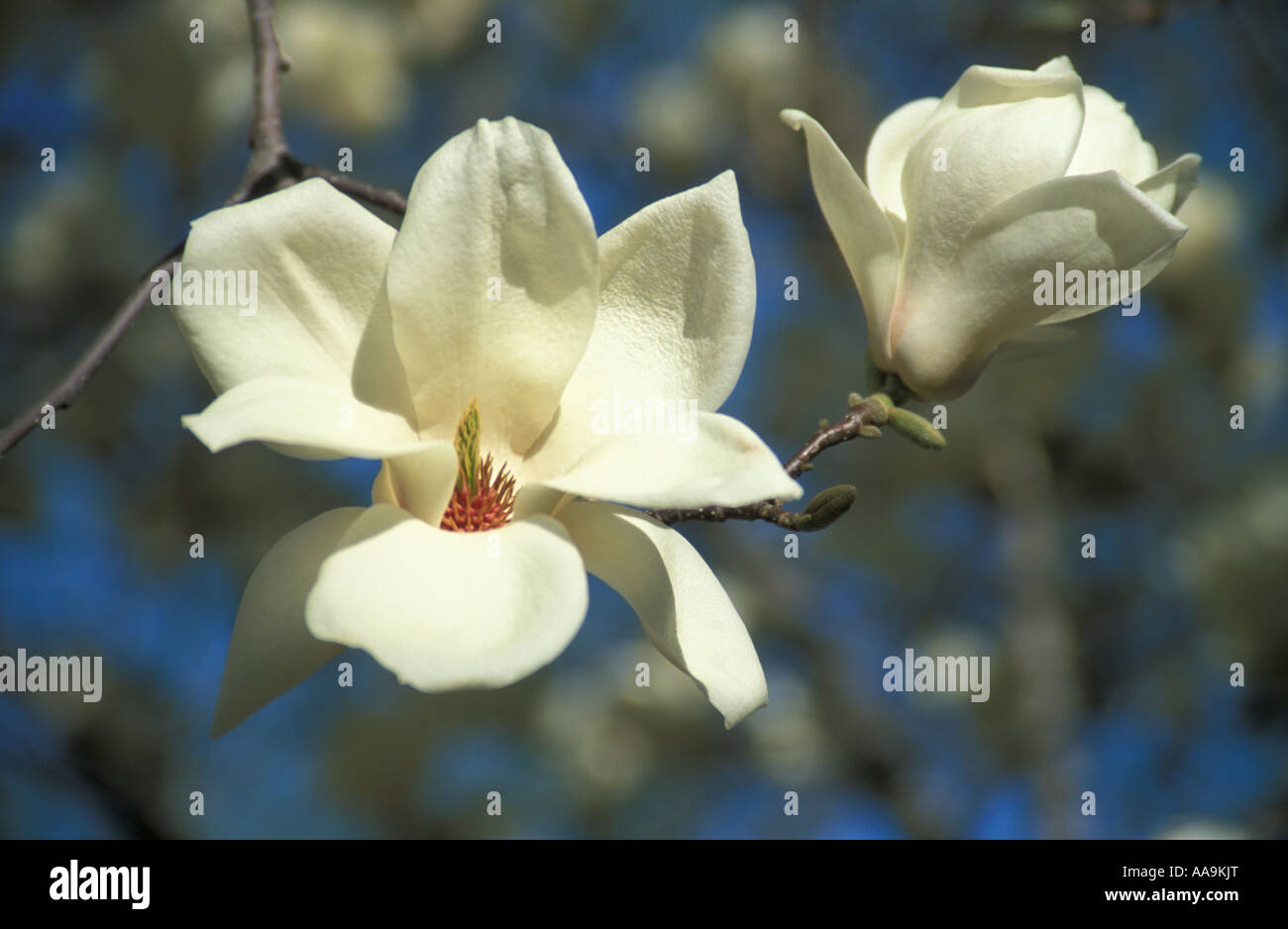 Tree magnolia white flower hi-res stock photography and images - Alamy