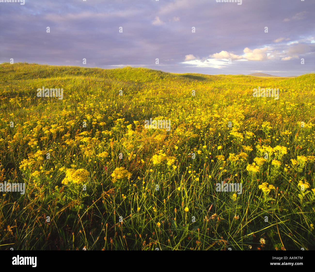 Wild flowers of the Machair North Uist Western Isles Scotland Stock Photo
