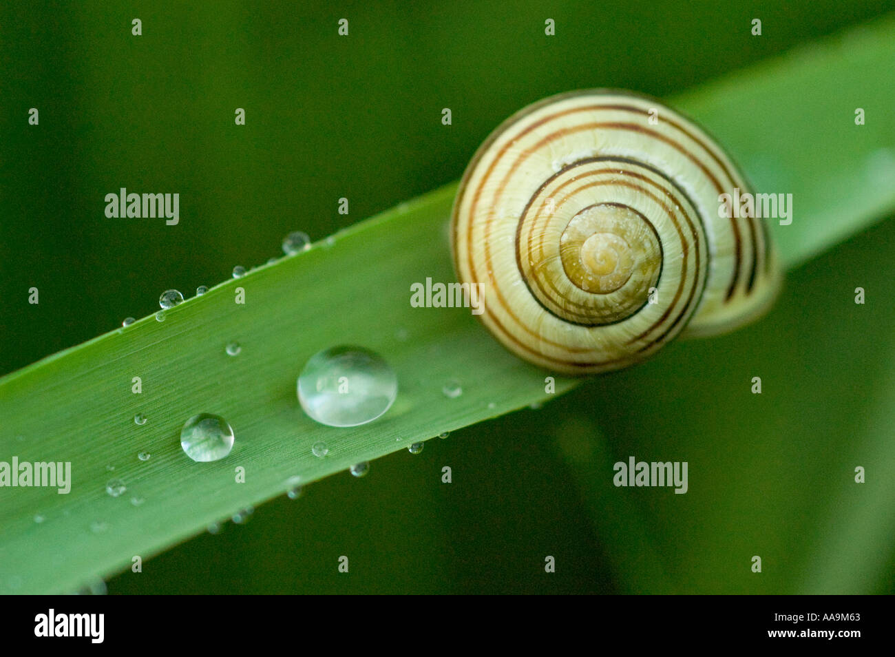 snail in the rain Stock Photo Alamy