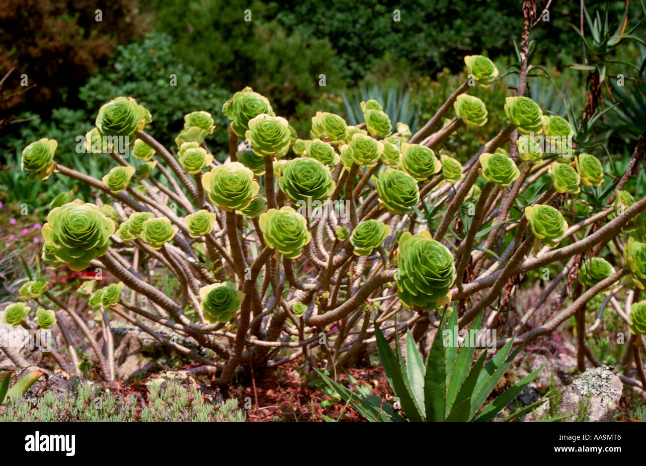 Aeonium, Crassulaceae Stock Photo