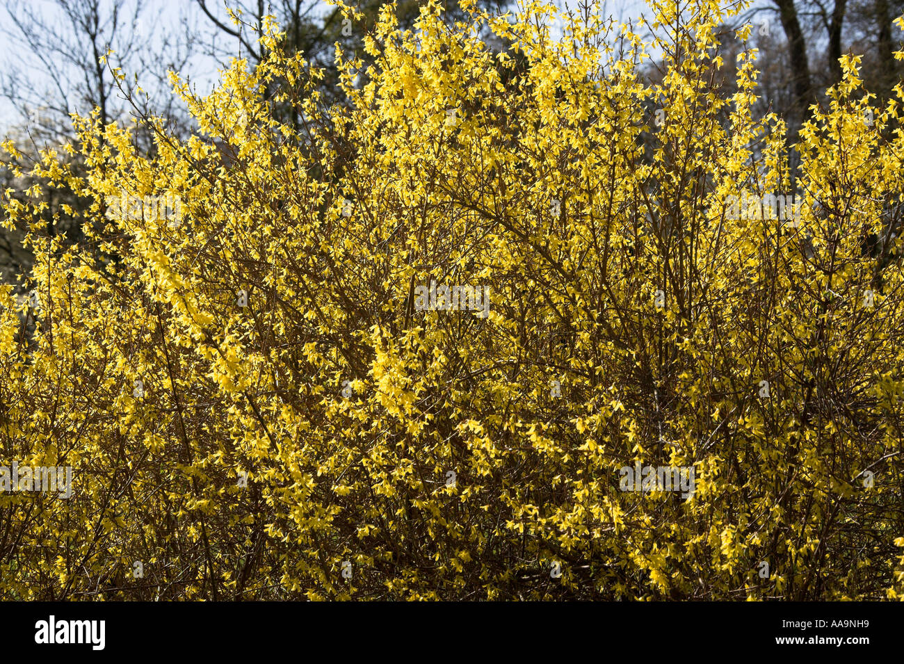 Common Forsythia, Forsythia intermedia, Oleaceae Stock Photo