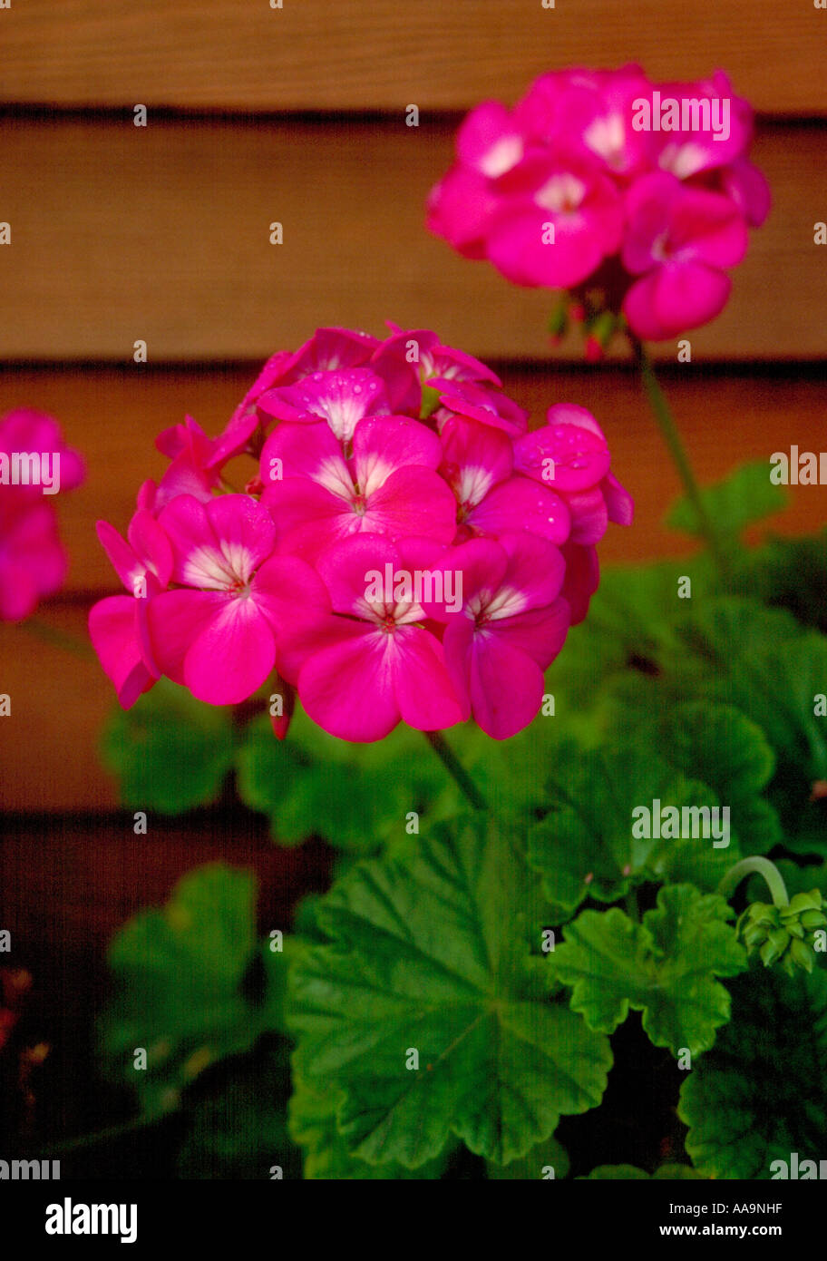 Pink Geranium, Geraniaceae. Hybrid Pot and Garden Bedding Plant Stock