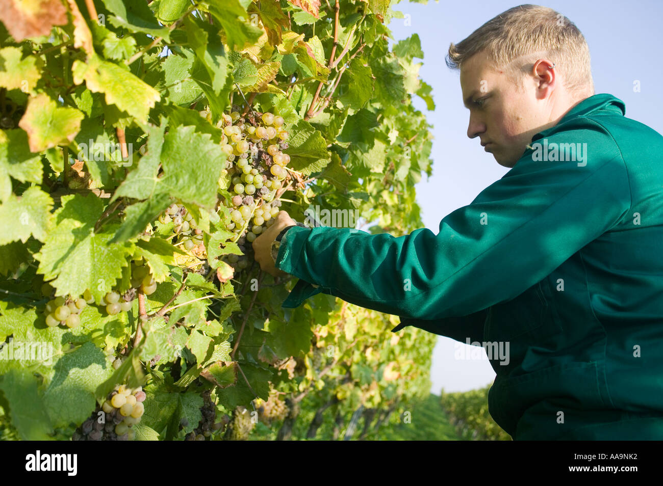 worker gathering grapes at vineyard Stock Photo