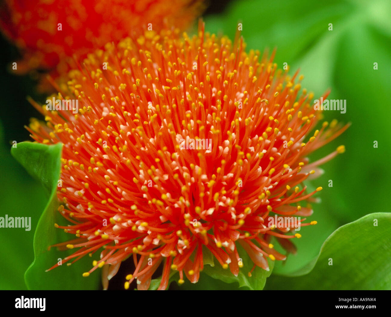 African Blood Lily, Haemanthus katherinae, Amaryllidaceae. South Africa
