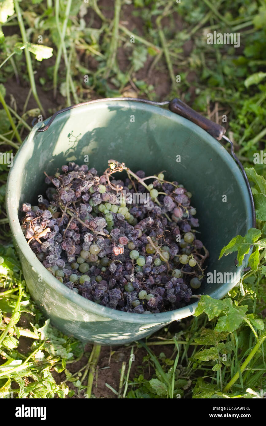 Ecovin bucket noble rot grapes organic wine Botrytis cinerea Stock Photo