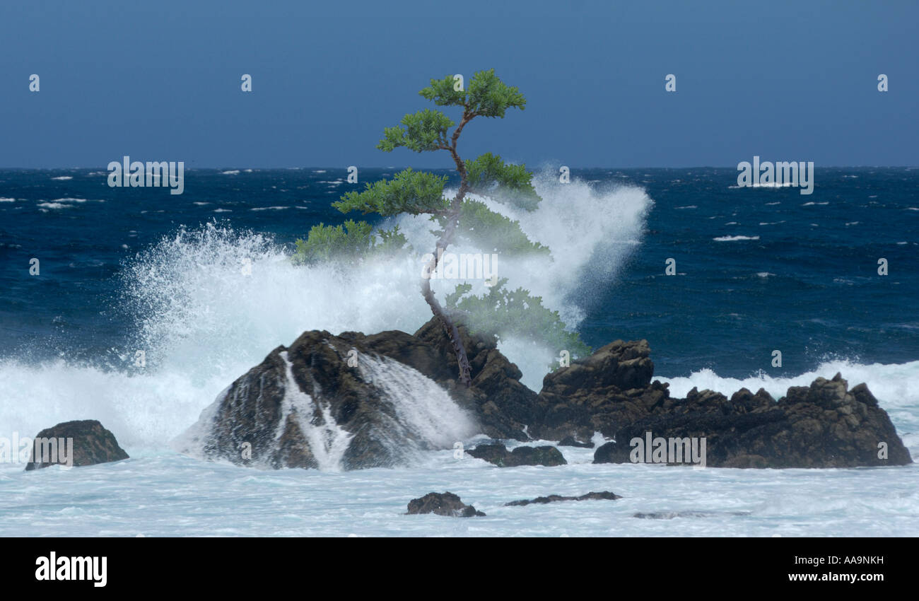 Tree bent wind crooked tree hi-res stock photography and images - Alamy