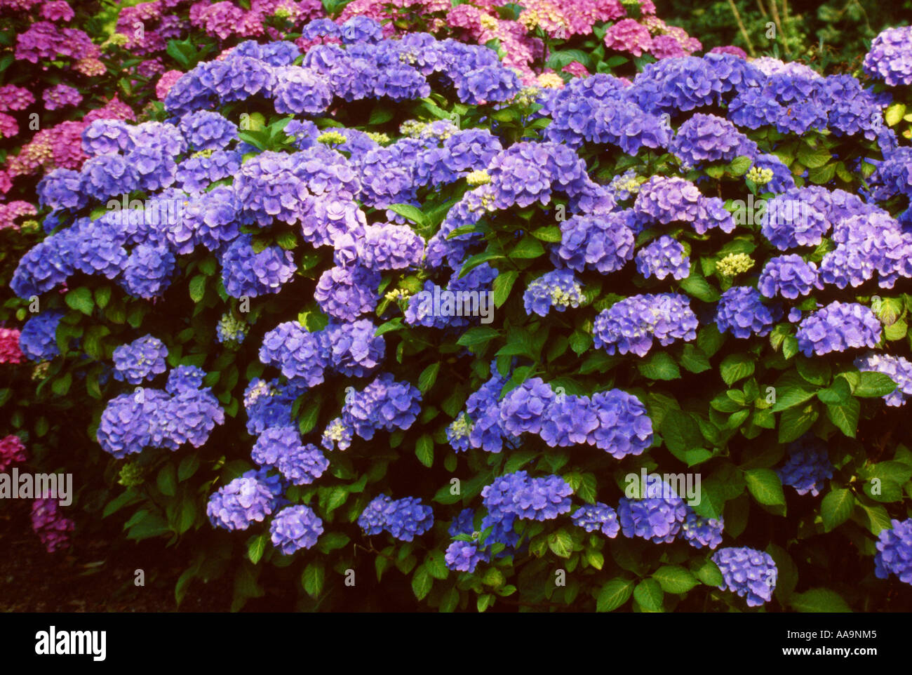 Blue and Pink Hydrangea, Lace Cap Hydrangea, Hydrangea macrophylla Stock Photo