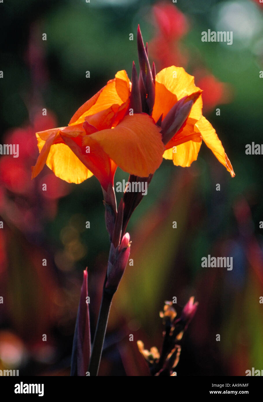 Orange Iris, Iridaceae Stock Photo