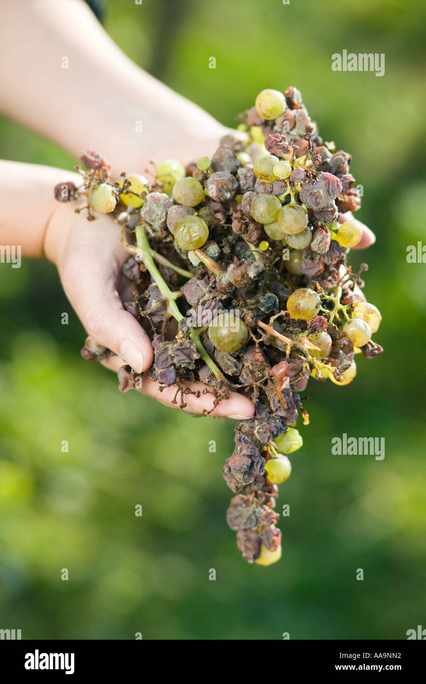 Hands holding rotten grapes Botrytis cinerea grape gathering fo selection wine noble rot Stock Photo