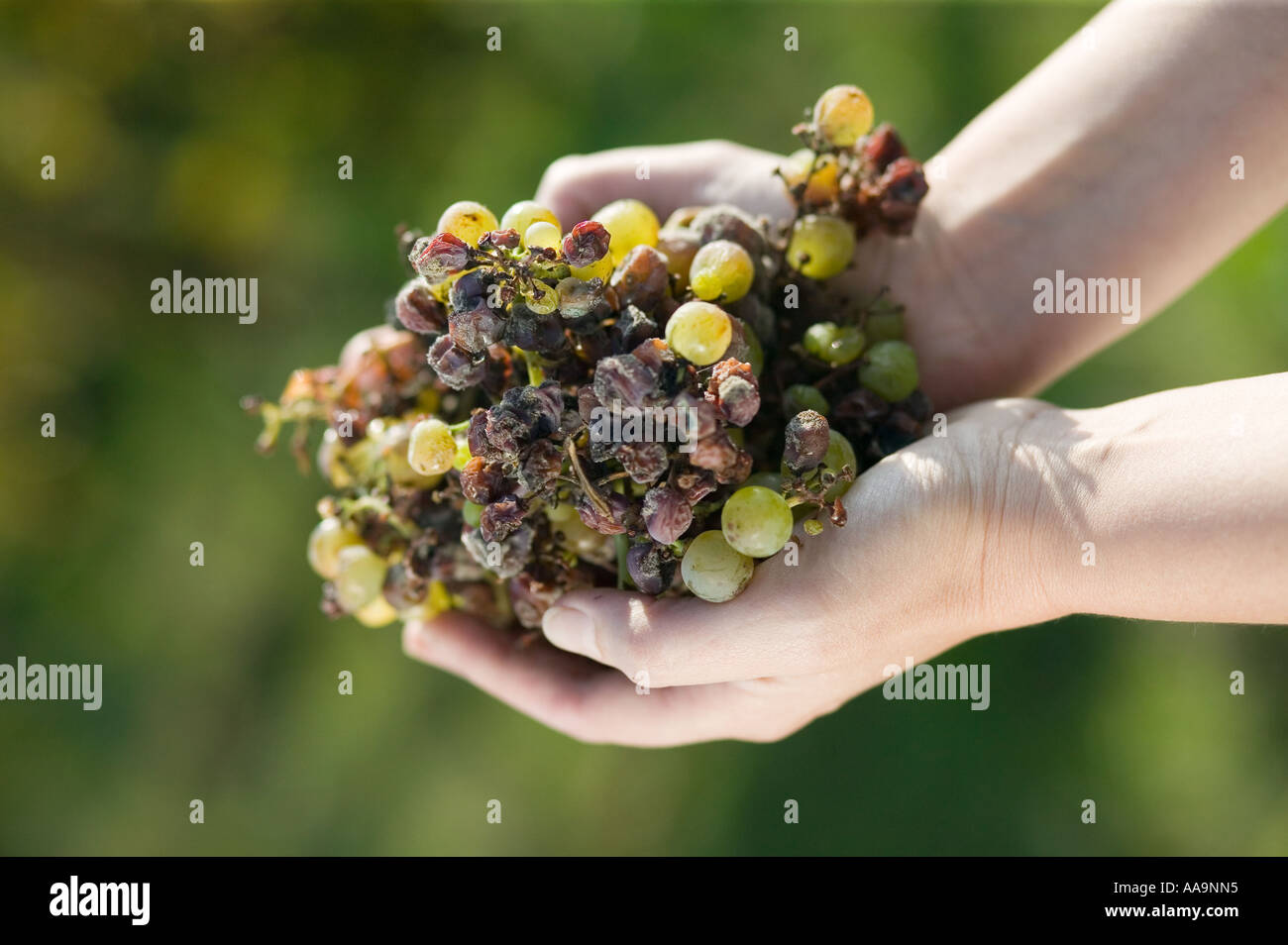 Hands holding rotten grapes Botrytis cinerea grape gathering fo selection wine noble rot Stock Photo
