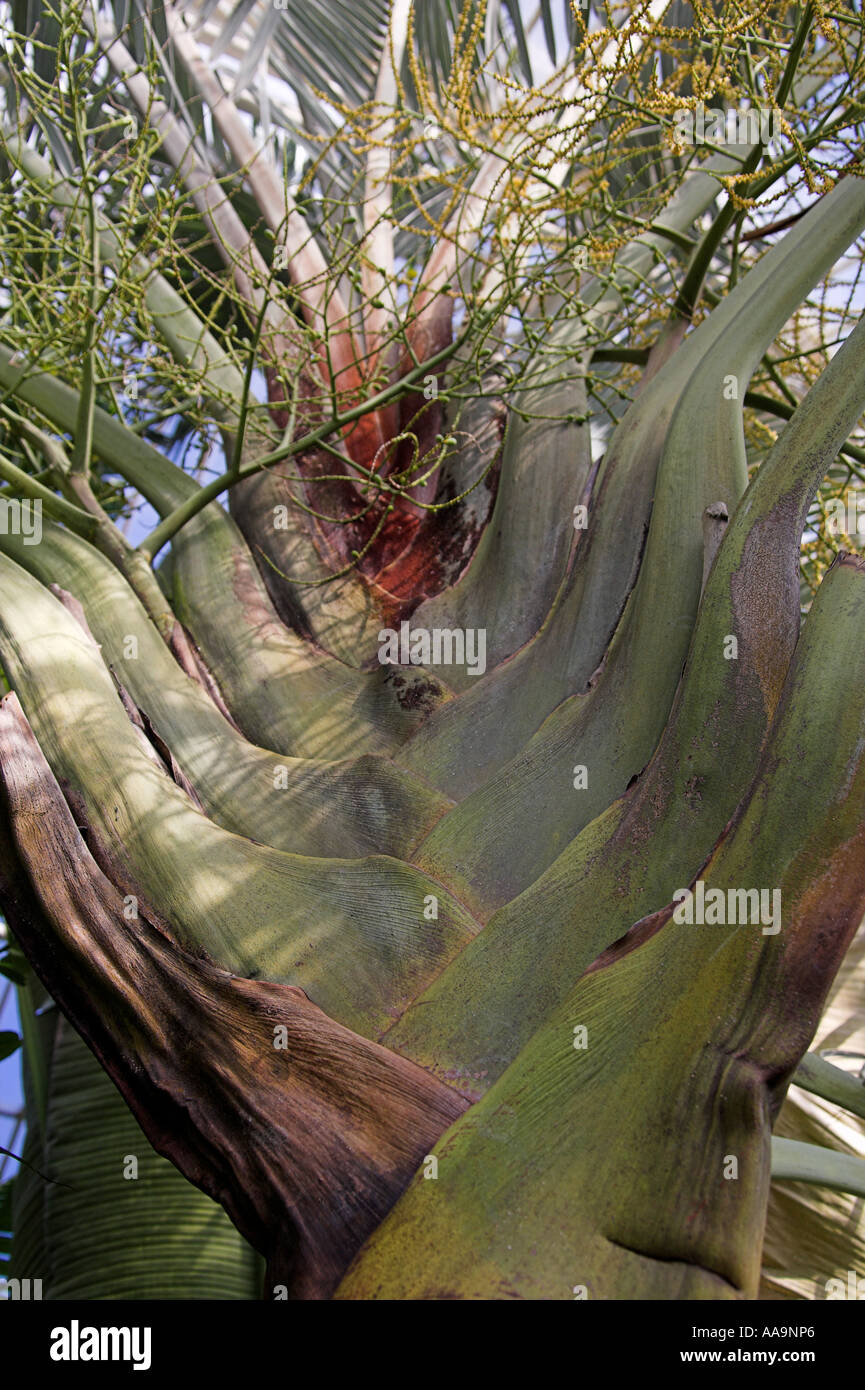 Triangle Palm, Dypsis decaryi, Arecaceae, Madagascar Stock Photo