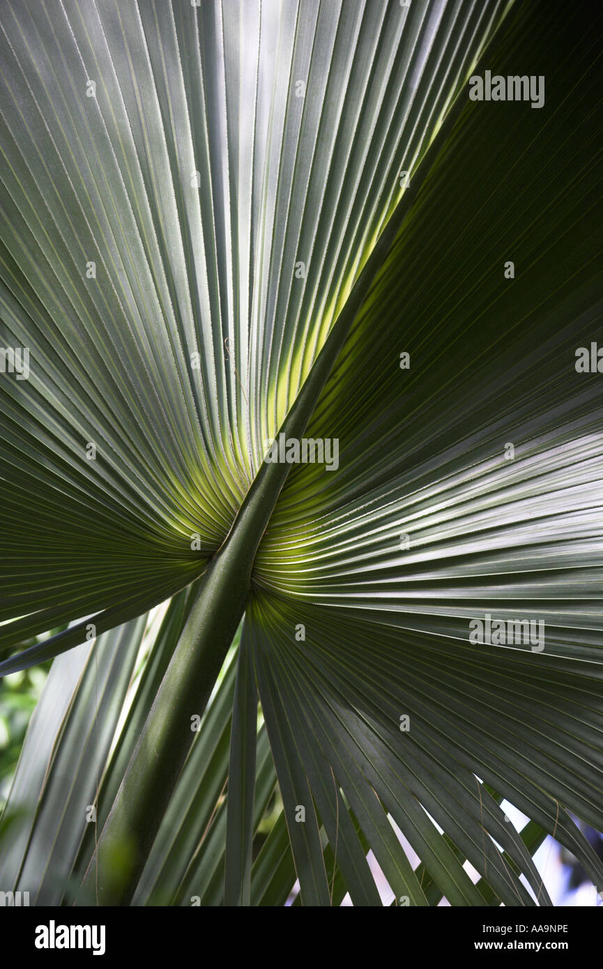 Chinese Fan Palm, Chinese Fountain Palm, Fountain Palm, Serdang Palm, Livistona chinensis, Arecaceae, Palmae. Leaf Detail. Stock Photo