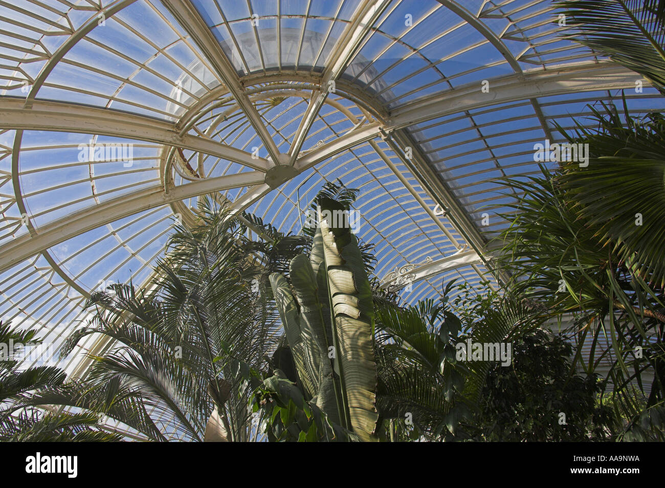 Palms in the Palm House, Kew Gardens Stock Photo