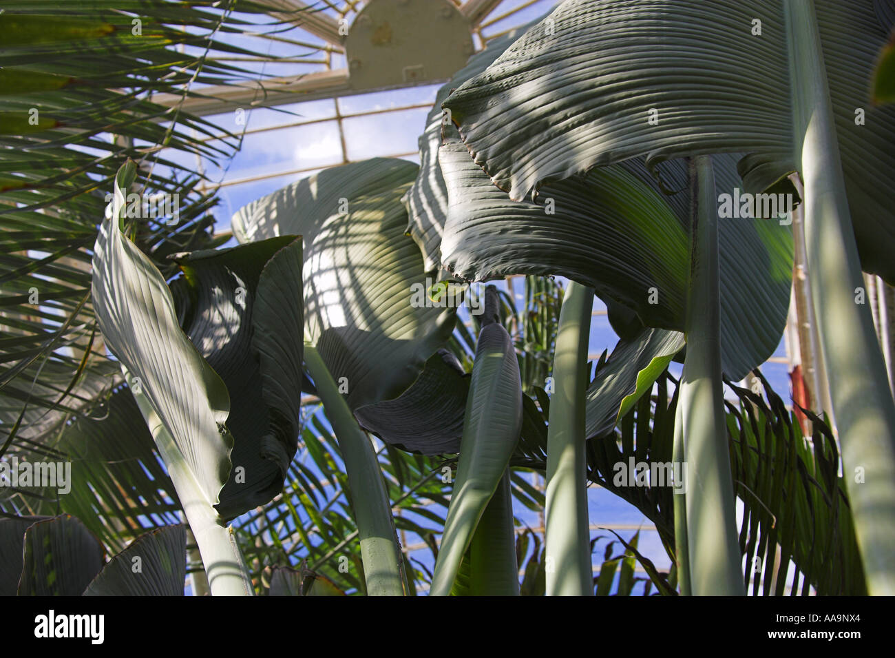 Bottle Palms, Hyophorbe lagenicaulis, in the Palm House, Kew Gardens Stock Photo