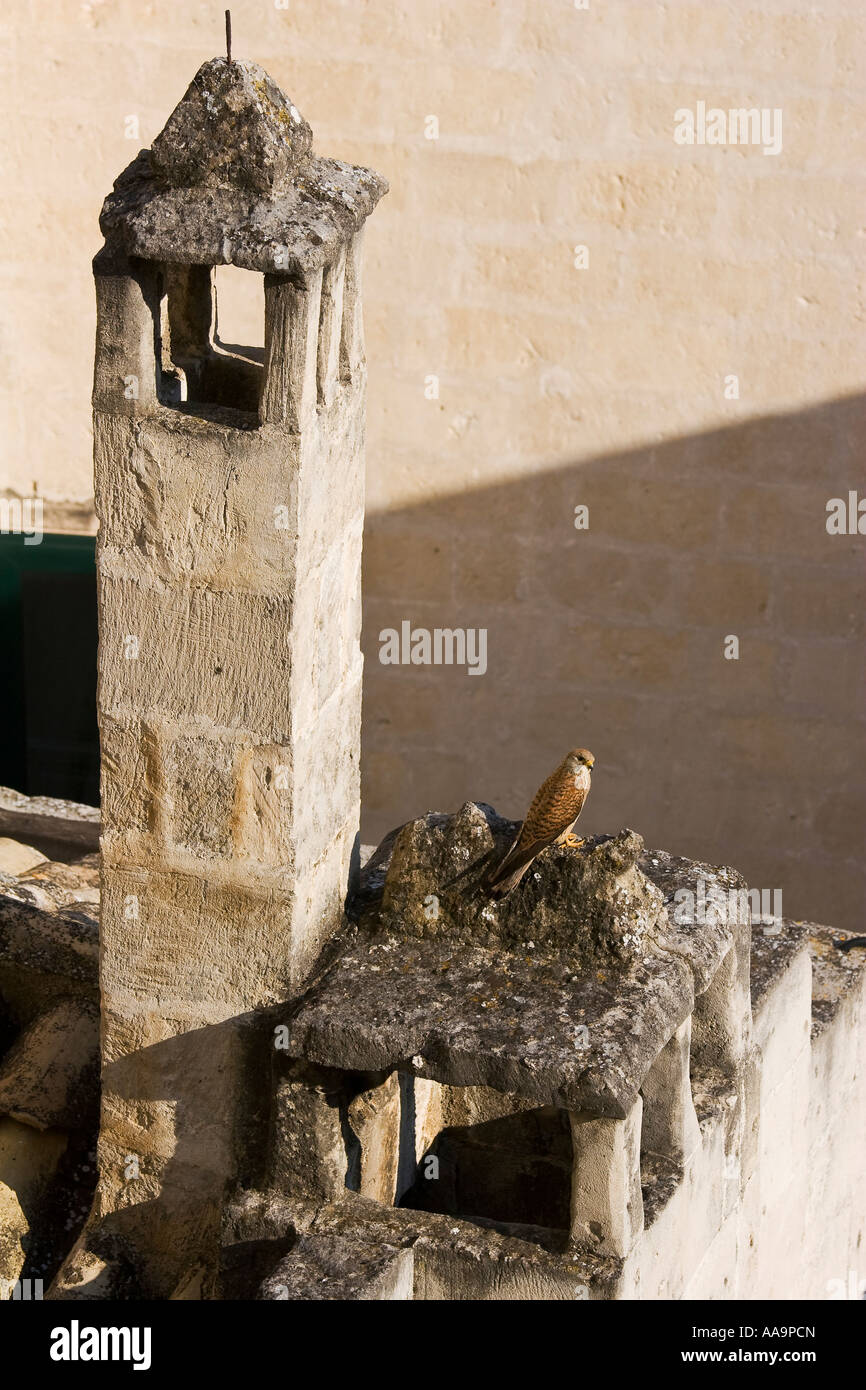 Sparrow hawk perched on chimney Sassi di Matera Matera Basilicata Italy Stock Photo