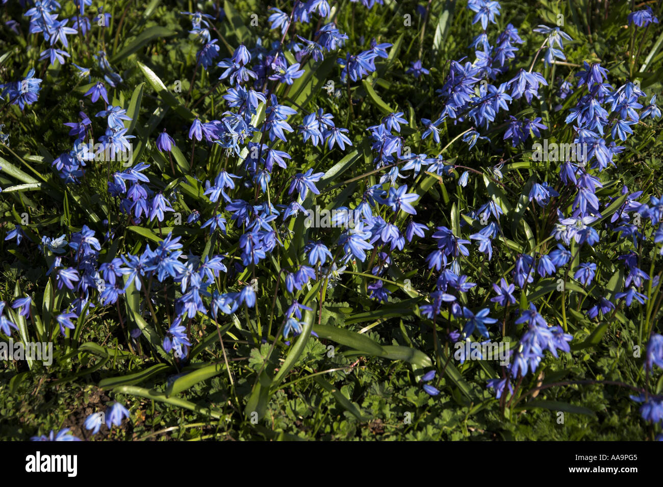 Siberian Squill, Scilla siberica, Hyacinthaceae Stock Photo