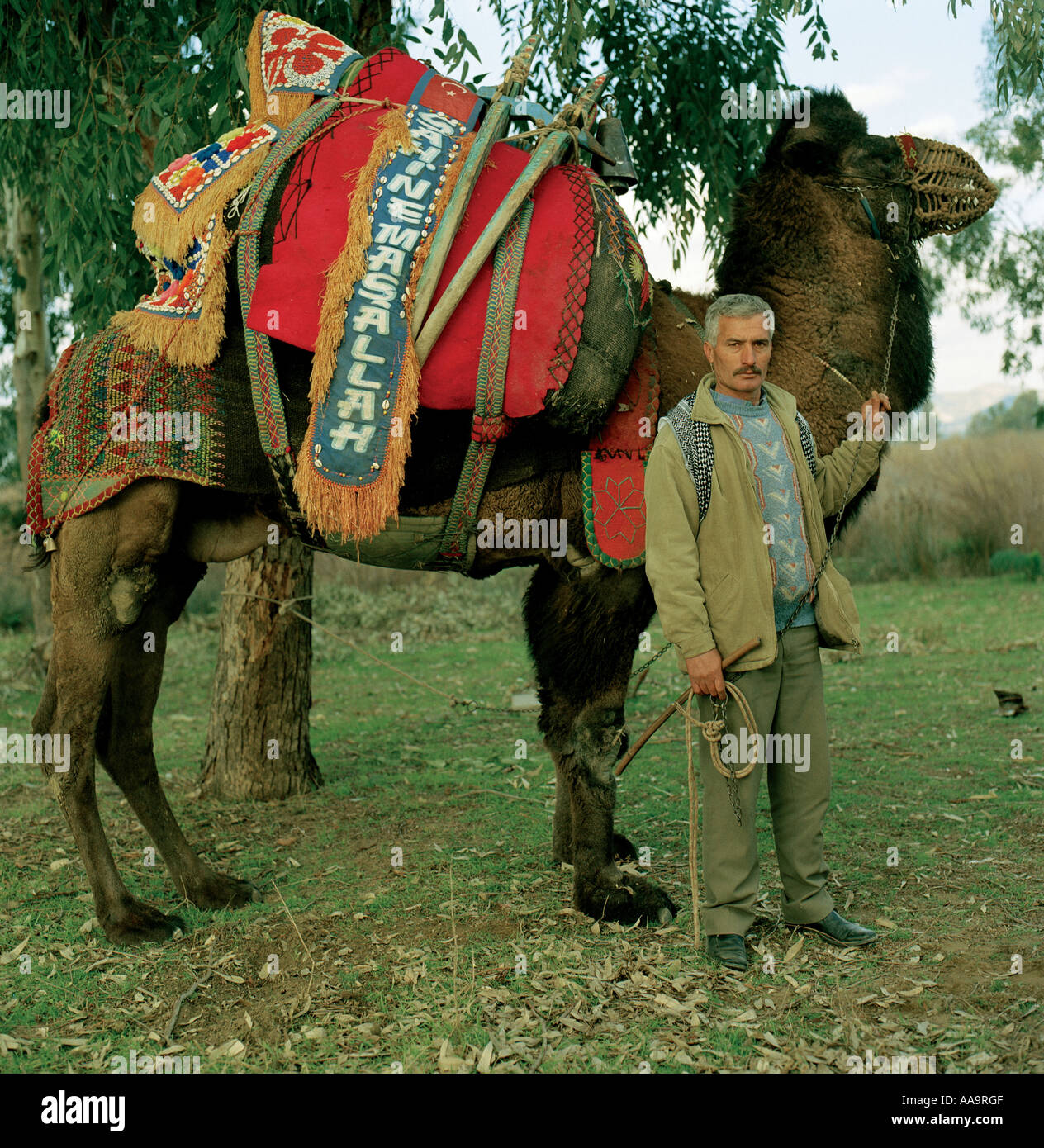 Farmer with his camel during a camel wrestling contest in the Turkish town of Selcuk Stock Photo