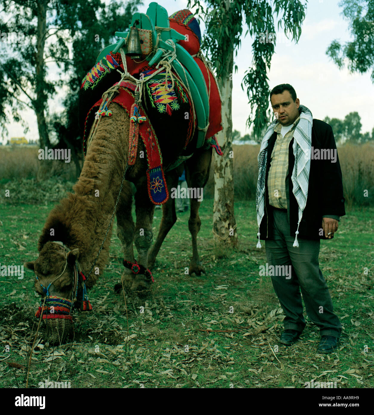 Farmer with his camel during a camel wrestling contest in the Turkish town of Selcuk Stock Photo