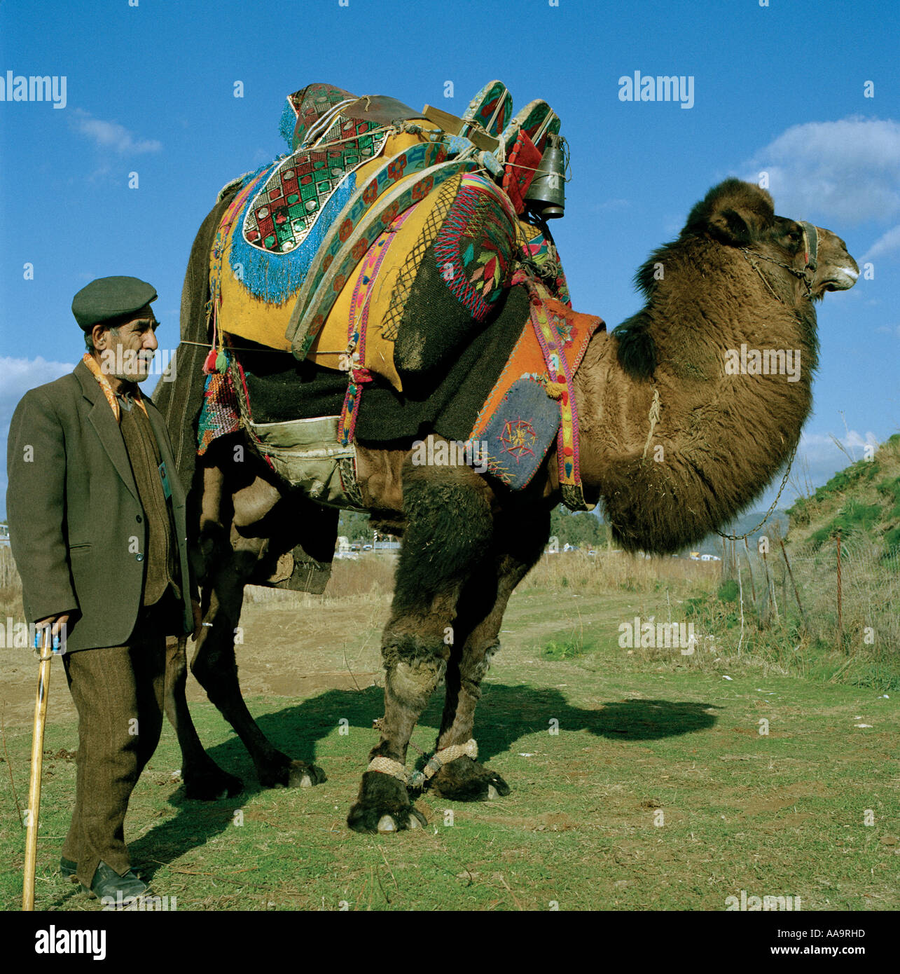 Farmer with his camel during a camel wrestling contest in the Turkish town of Selcuk Stock Photo