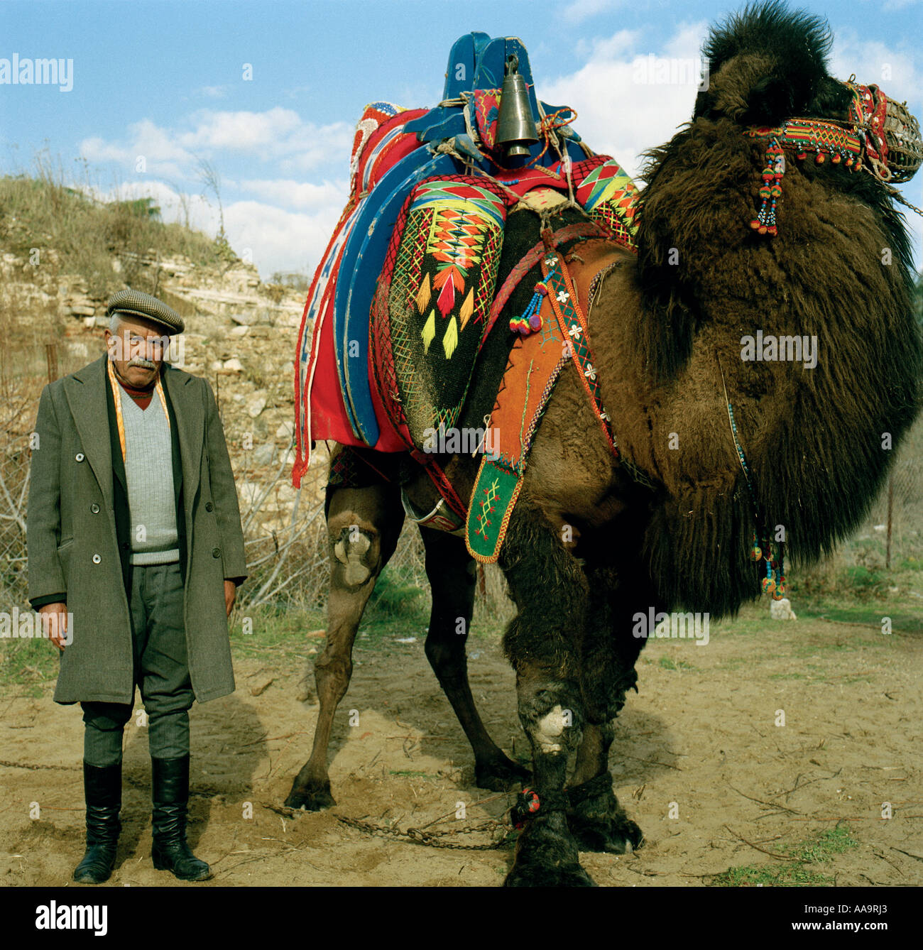 Farmer with his camel during a camel wrestling contest in the Turkish town of Selcuk Stock Photo