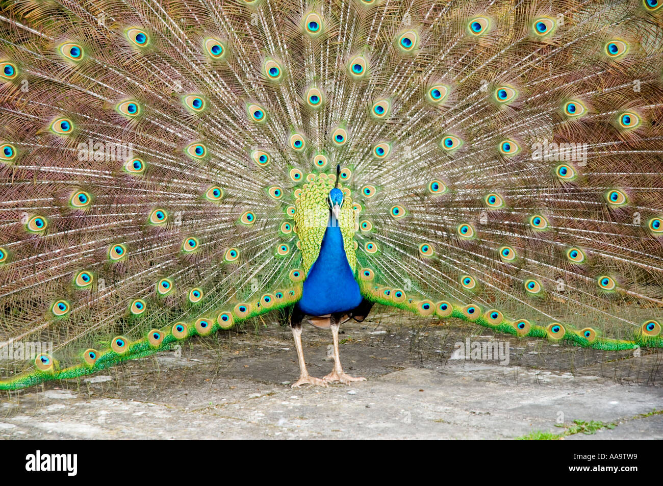 Indian Blue Peacock Pavo Phasianidae Stock Photo