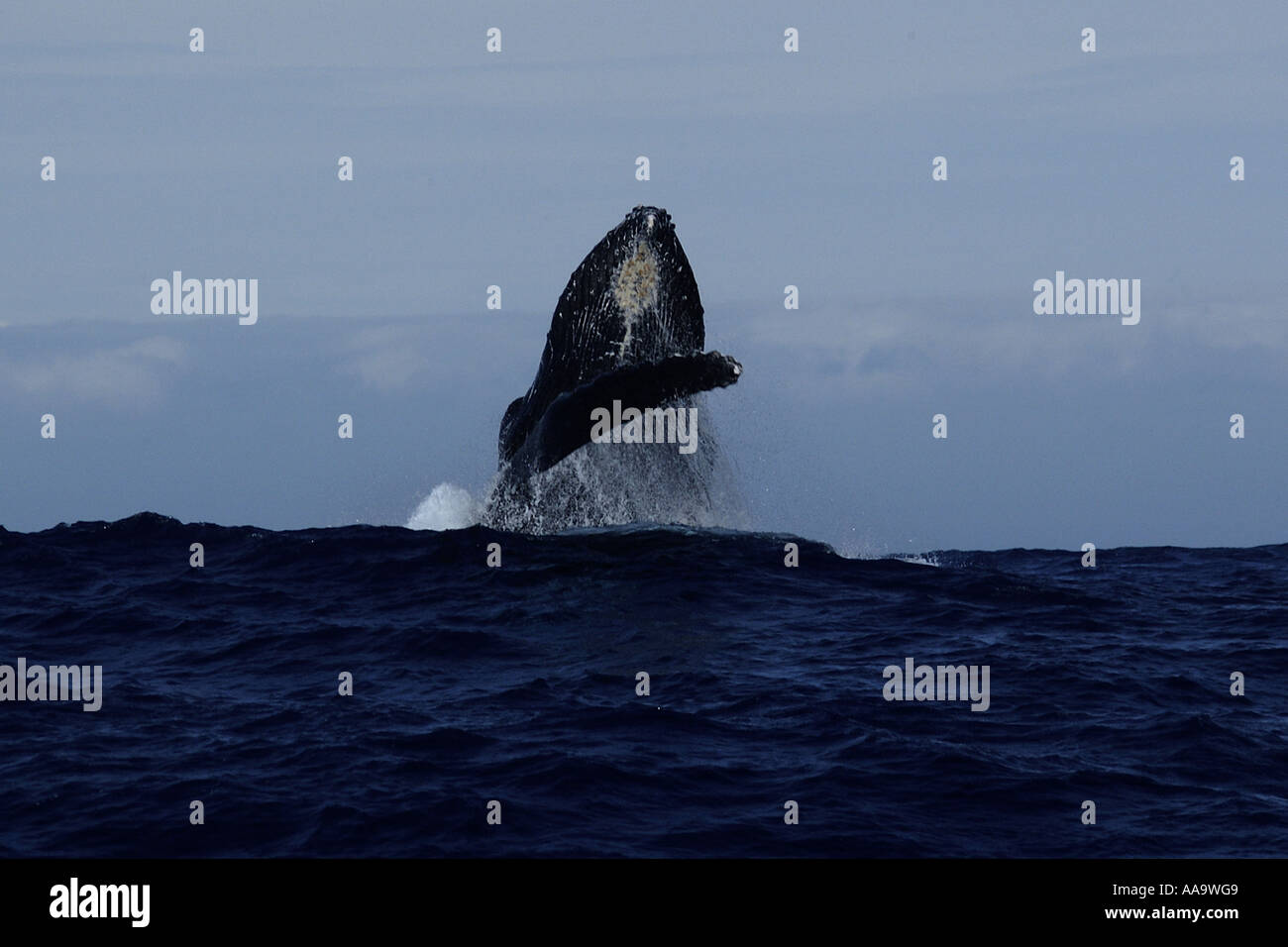 Humpback whale Megaptera novaeangliae breaching Kailua Kona Big Island ...